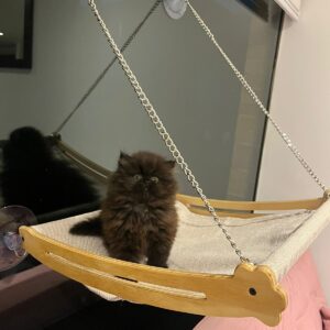 Hamaca de Ventana para Gato